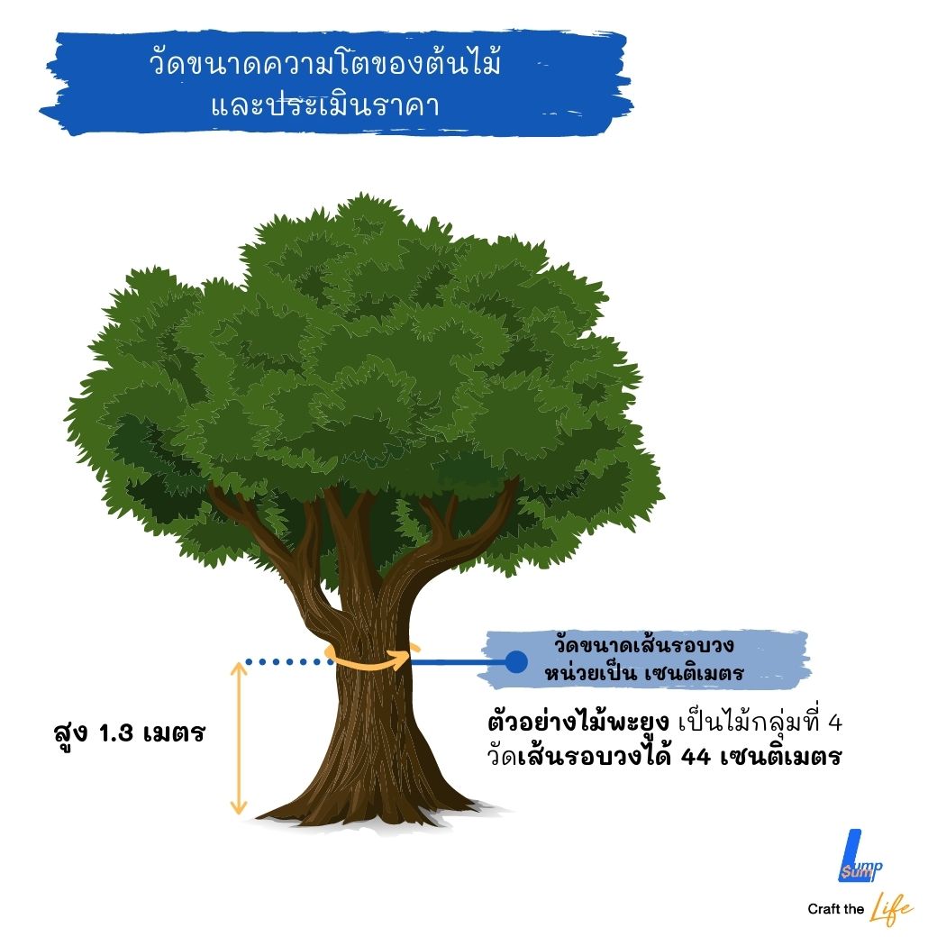 ต้นไม้ 58 ชนิด ที่สามารถใช้เป็นหลักทรัพย์ขอสินเชื่อได้ | Lumpsum